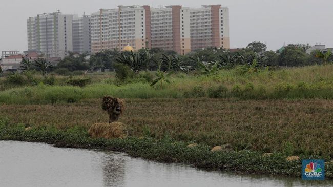 Tiap Tahun 100.000 Ha Lahan Sawah di RI Lenyap, Pemerintah Bisa Apa?