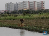 Tiap Tahun 100.000 Ha Lahan Sawah di RI Lenyap, Pemerintah Bisa Apa?