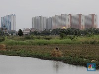 Simsalabim! Mentan Mau Sulap 1 Juta Hektare Rawa Jadi Sawah