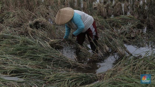 Pertanian Moncer, Begini Kondisi Sebenarnya Dunia Usaha RI Terkini