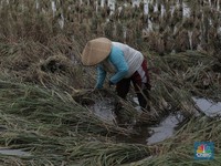 Ujung Perang Ukraina & Harga Amonia: Krisis Pangan Dunia!