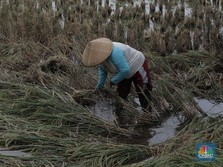 Ujung Perang Ukraina & Harga Amonia: Krisis Pangan Dunia!