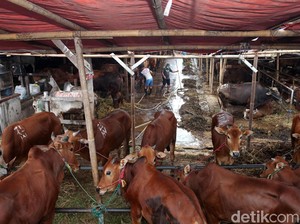 Dharma Jaya Targetkan Pasok 900 Sapi untuk Idul Adha di Jakarta