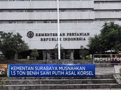 Kementan Musnahkan 1,5 Ton Benih Sawi Putih Asal Korsel