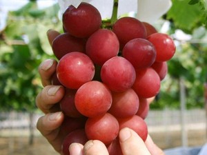 Fantastis! Harga Buah-buahan Istimewa Ini Capai Ratusan Juta Rupiah