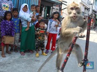 Atraksi Topeng Monyet, Meski Dilarang Tapi Jadi Hiburan Anak