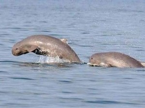 Legenda Pesut Mahakam Asal Kalimantan Timur
