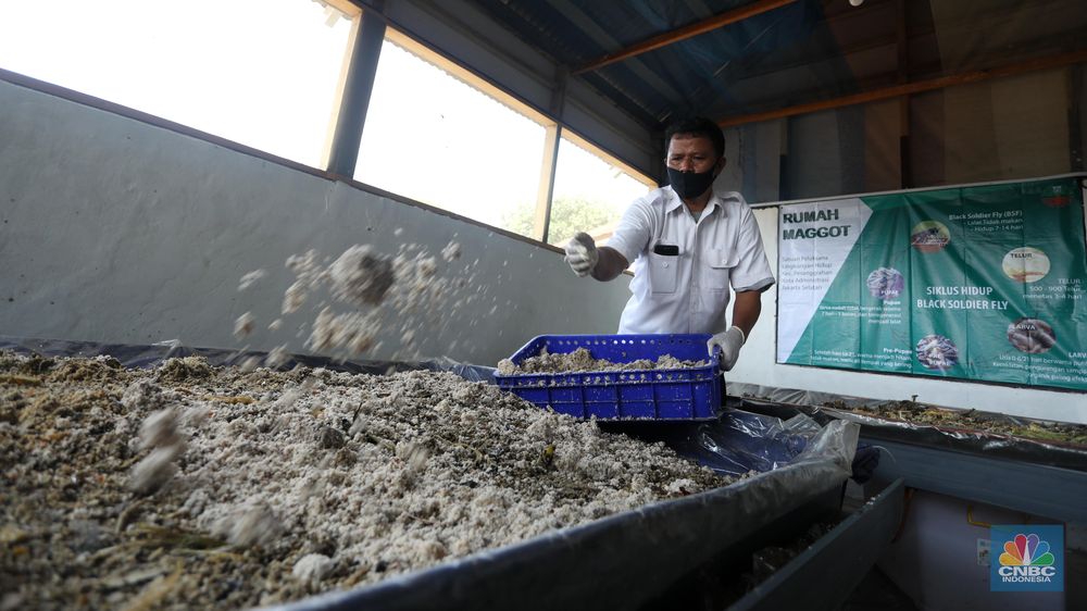 Melihat Budidaya Maggot Ulat  Pengurai Sampah  Organik Foto 1