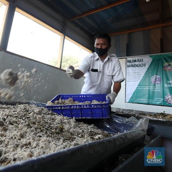 Melihat Budidaya Maggot, Ulat Pengurai Sampah Organik
