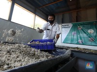 Melihat Budidaya Maggot, Ulat Pengurai Sampah Organik