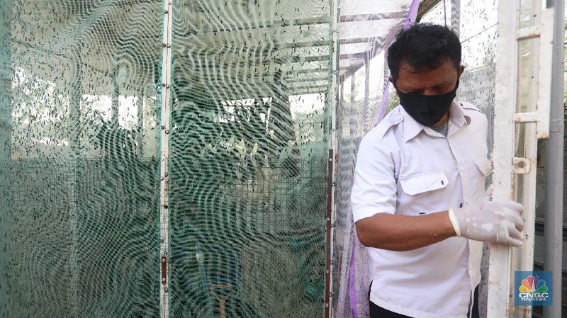 Budidaya Maggot, Binatang Pengurai Sampah Organik. (CNBC Indonesia/Andrean Kristianto)