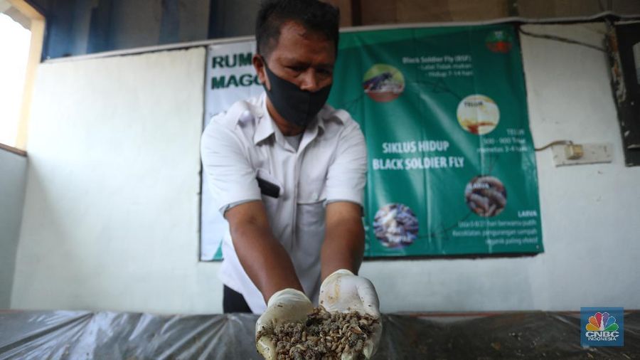 Budidaya Maggot, Binatang Pengurai Sampah Organik. (CNBC Indonesia/Andrean Kristianto)