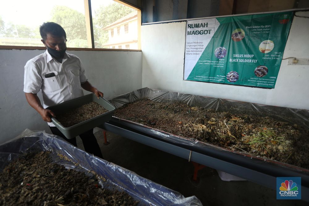 Budidaya Maggot, Binatang Pengurai Sampah Organik. (CNBC Indonesia/Andrean Kristianto)