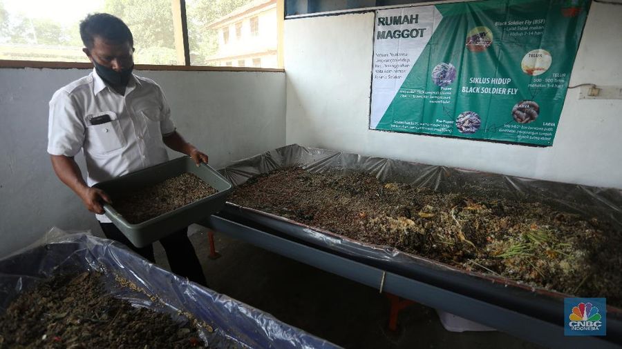 Budidaya Maggot, Binatang Pengurai Sampah Organik. (CNBC Indonesia/Andrean Kristianto)