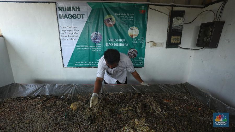 Budidaya Maggot, Binatang Pengurai Sampah Organik. (CNBC Indonesia/Andrean Kristianto)