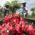 Perta Arun Gas Dorong Petani Binaan Kembangkan Agrowisata