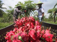 Perta Arun Gas Dorong Petani Binaan Kembangkan Agrowisata