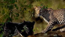 Mengenal Macan Tutul Jawa yang Hampir Punah