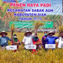 Kebal Corona, Panen Padi Siak Riau Meningkat dari Tahun Lalu