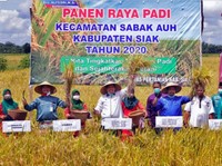 Kebal Corona, Panen Padi Siak Riau Meningkat dari Tahun Lalu