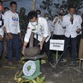 Gairahkan Ekspor, Mentan SYL Tanam & Panen Porang di Sidrap