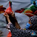 Ternyata Ada! Daerah Zona Hijau Bebas Kasus Covid-19 di RI
