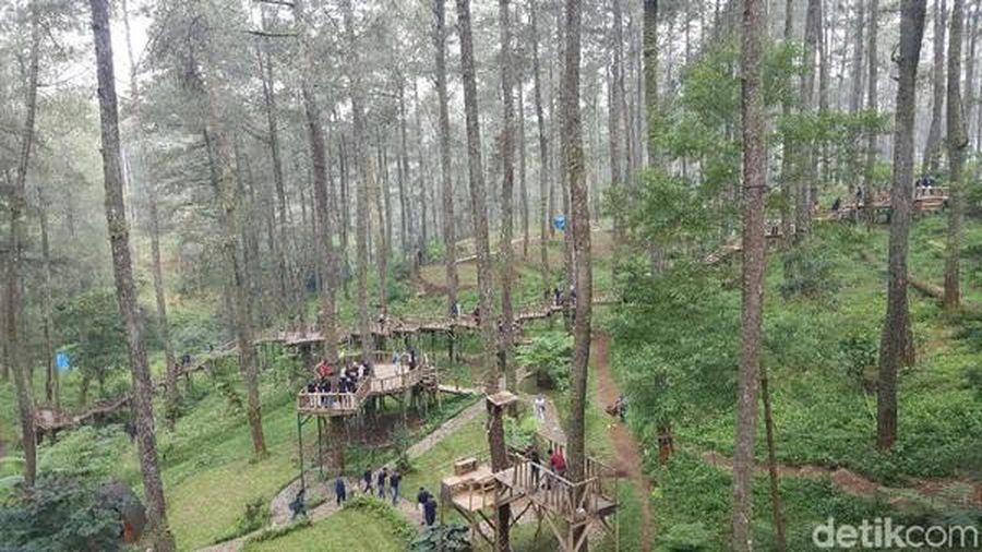 Orchid Forest (detikTravel/Syanti Mustika)