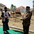 Wapres Ma'ruf Amin Serahkan Kurban Limosin 878 Kg