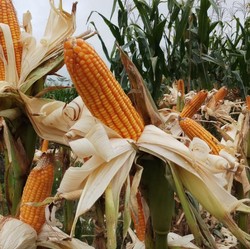 Tanam Jagung, Mentan Siapkan Food Estate di Sumba Tengah