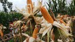 Diam-diam Harga Jagung Naik, Awas Harga Daging-Telur Terbang