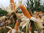 Diam-diam Harga Jagung Naik, Awas Harga Daging-Telur Terbang