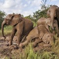 Penduduknya Kelaparan, Negara Ini Mau Sembelih Ratusan Gajah