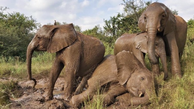 Tragis! Miliarder AS Tewas Mengenaskan, Dilindas Kawanan Gajah
