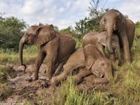 Penduduknya Kelaparan, Negara Ini Mau Sembelih Ratusan Gajah