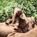 Gajah Roho. Ist