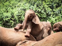 Roho, Gajah Imut Simbol Perayaan Debut V BTS