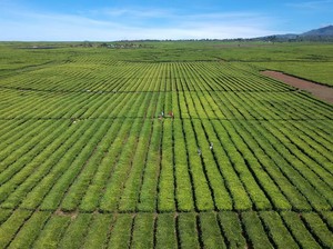 Holding BUMN Perkebunan Dapat Pengakuan Internasional Gegara Ini