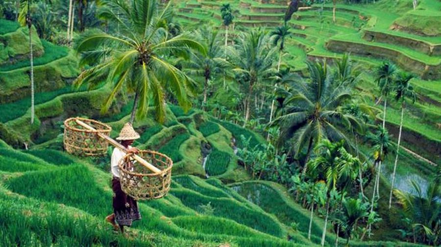 Tegalalang Bali. Ist