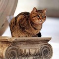Top Erdogan! Kucing Legend Ini Boleh Tinggal di Hagia Sophia