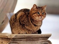 Top Erdogan! Kucing Legend Ini Boleh Tinggal di Hagia Sophia