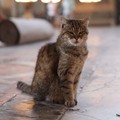 Kabar Duka, Kucing Gli Penghuni Hagia Sophia Tutup Usia