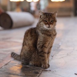 Kabar Duka, Kucing Gli Penghuni Hagia Sophia Tutup Usia