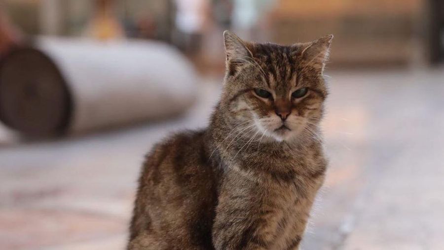 Gli, kucing penghuni Hagia Sophia (Tangkapan Layar Instagram @hagiasophiacat)
