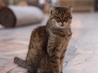 Kabar Duka, Kucing Gli Penghuni Hagia Sophia Tutup Usia