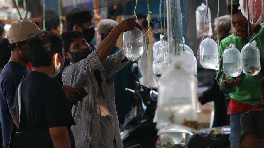 Aktivitas jual beli di sentra penjualan ikan hias di Parung, Bogor, Jawa Barat. (CNBC Indonesia/Andrean Kristianto)