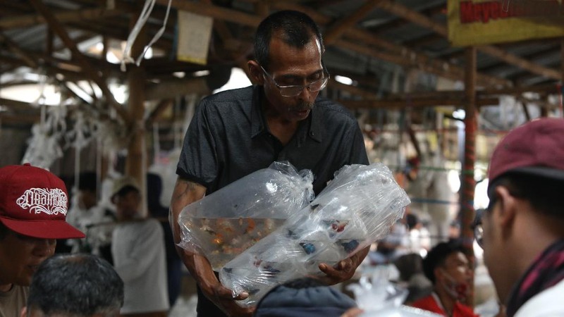 Aktivitas jual beli di sentra penjualan ikan hias di Parung, Bogor, Jawa Barat. (CNBC Indonesia/Andrean Kristianto)