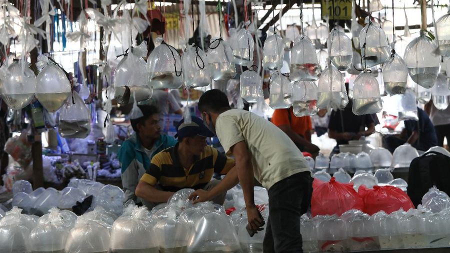 Aktivitas jual beli di sentra penjualan ikan hias di Parung, Bogor, Jawa Barat. (CNBC Indonesia/Andrean Kristianto)