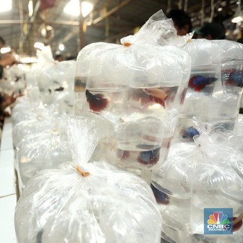 Terbesar di RI! Begini Geliat Pasar Ikan Hias Parung Bogor