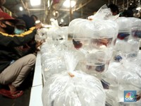 Terbesar di RI! Begini Geliat Pasar Ikan Hias Parung Bogor