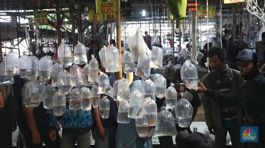 Aktivitas jual beli di sentra penjualan ikan hias di Parung, Bogor, Jawa Barat. (CNBC Indonesia/Andrean Kristianto)